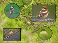 woodchat shrike, woodchat shri-6
